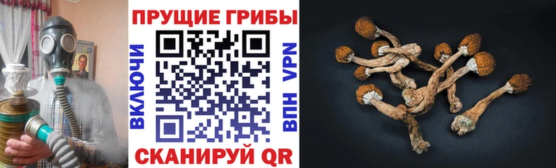 сколько стоит  kraken сайт  Галлюциногенные грибы ЛСД  Волжск 